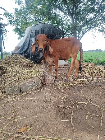 ગાય વેચવા ની છે