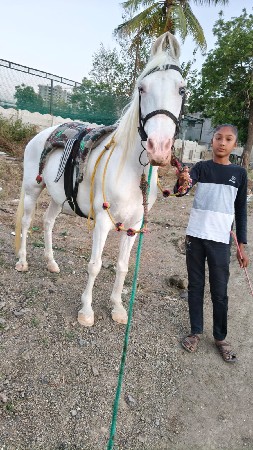 સફેદ બગી વચ્ચે રિ વેચવાની છે