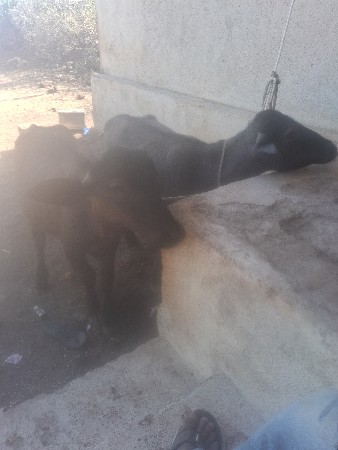 थंबनेल 3