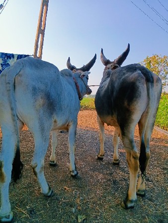 ગોઢલા વેચવાના છે..