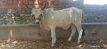 थंबनेल 2