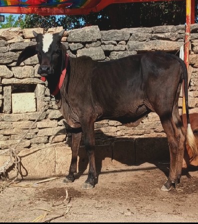 थंबनेल 2