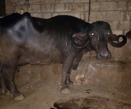 જાફરાબાદી ભેંસ