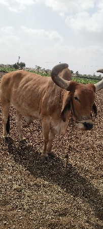 થંબનેલ 3