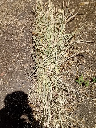 જુવાર ના પૂરા