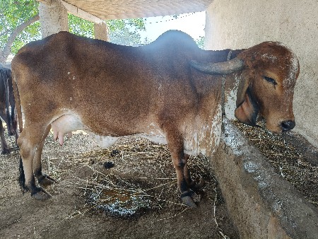 9712572065 
ગાય વેચવાની છે