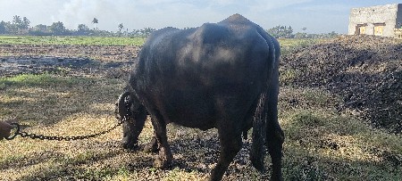 ત્રણ વિયાન ત્રણ મહિના થયેલા