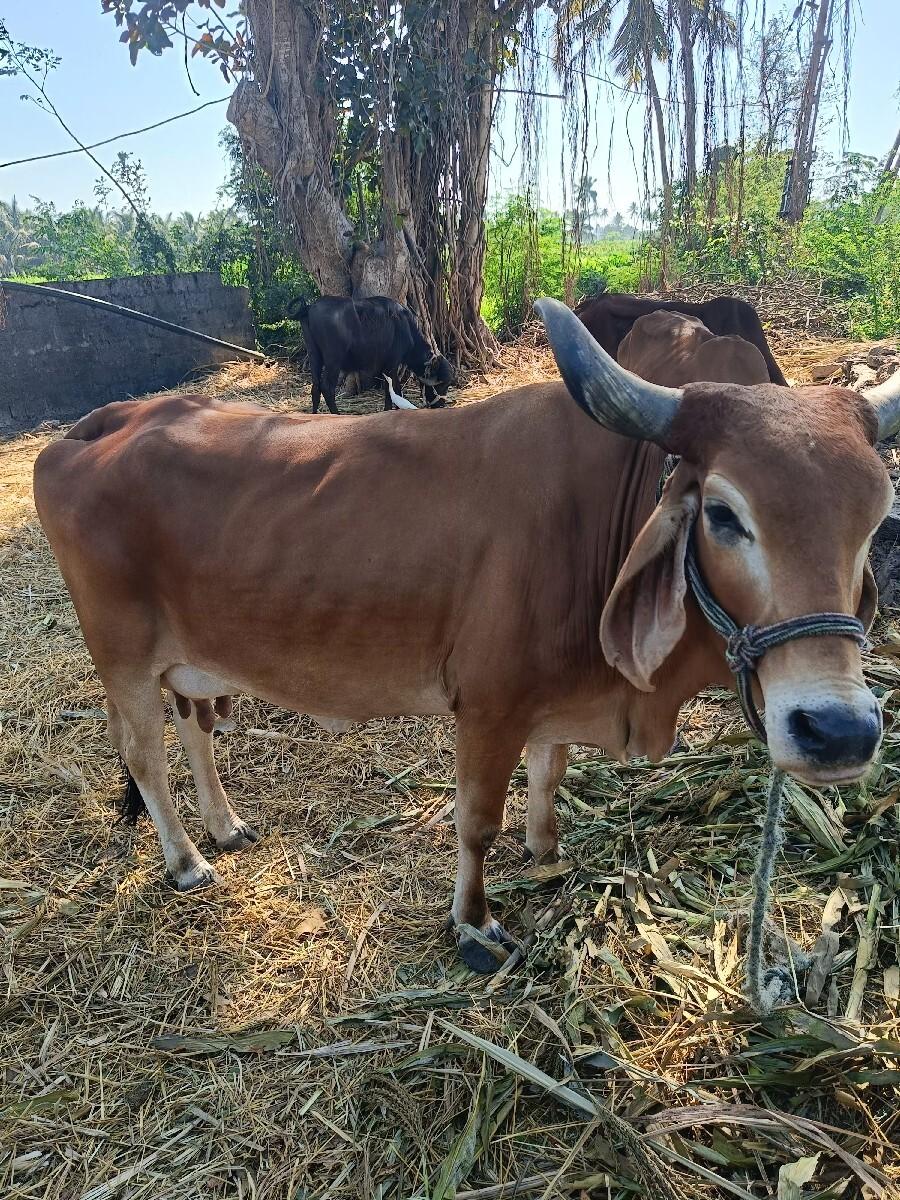 थंबनेल 3