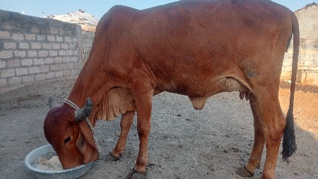 थंबनेल 3