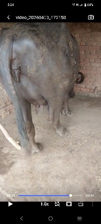 ભેંસ..વેસવાનીછે