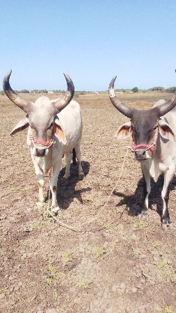 બળદ વેચવાના છે