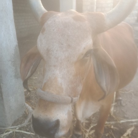 ગાય સારી સે