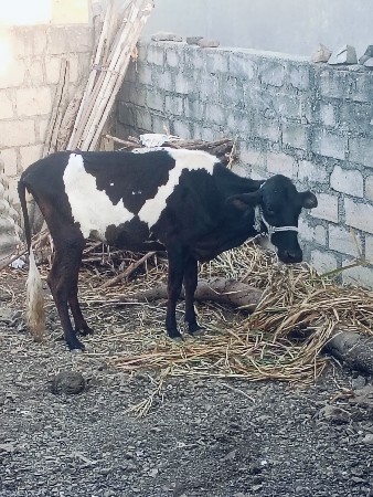 જસી ઓડકી