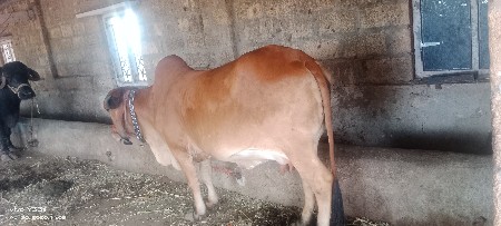 ગાય વેચવાની છે