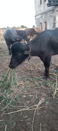 ખડેલી વેચવાની છે