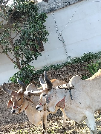 ગોઢલા વેચવાના છે સાવ સોજા છે