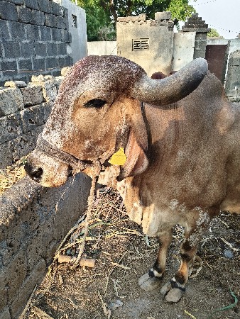 ગાય વેચવાની છે