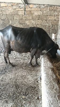 વેચવાની છે