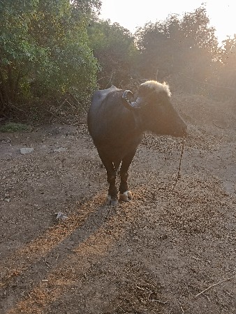 थंबनेल 3