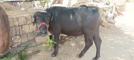 આ બે પાડા વેચવાના છે