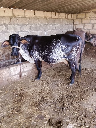 ગાય વેચવાની છે.