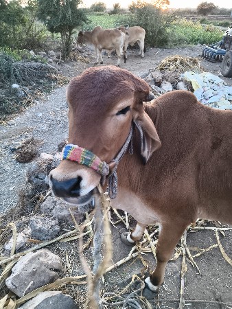 થંબનેલ 2