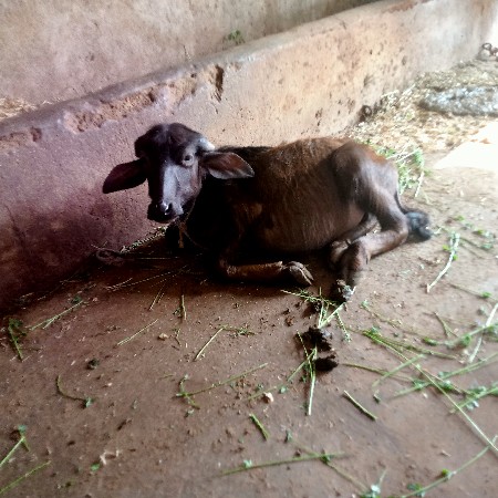 ભાવમાં ભેંસ વેચવાની છે