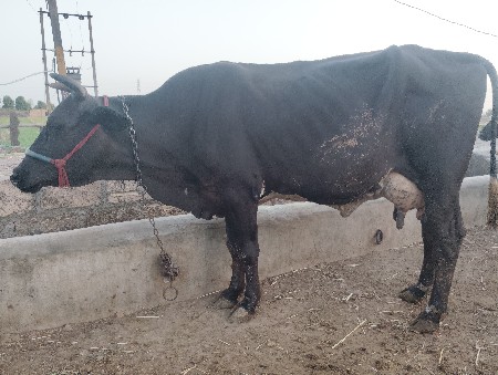 थंबनेल 2