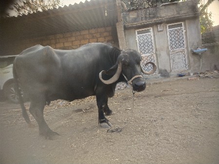 थंबनेल 2