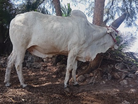 थंबनेल 2