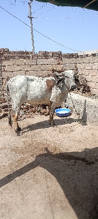 દેશી કાબરી હોળકી વેચવાની છે