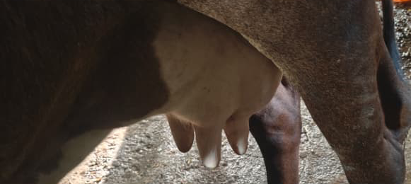 એચ એફ ક્રોસ ગાય વેચવાની છે