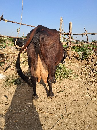 ગાય વેચવાની છે