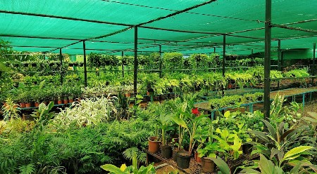 વિવિધ પ્રકારના રોપાઓ