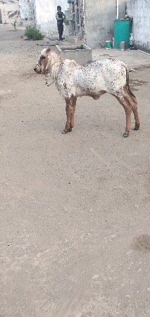 વેશવાની છે