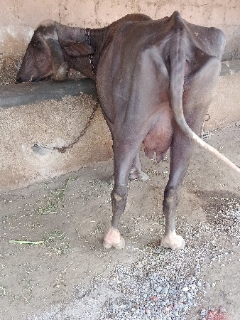 थंबनेल 2