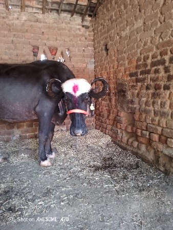 પેલું વેતર ખડેલી વેચવાનુછે