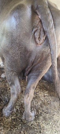 આ ભેંસ વેચવાની છે