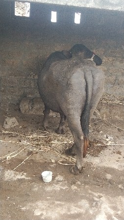 थंबनेल 3