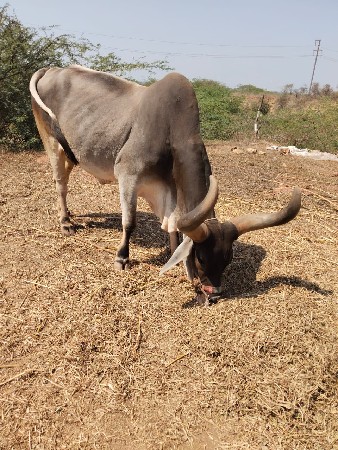 બળદિયા વેચાવ ના થ્રીજીધર