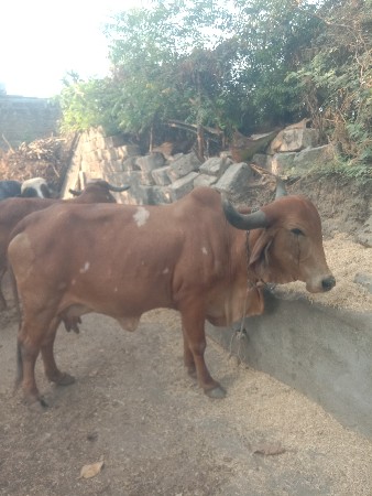 વેચવા નથી છે