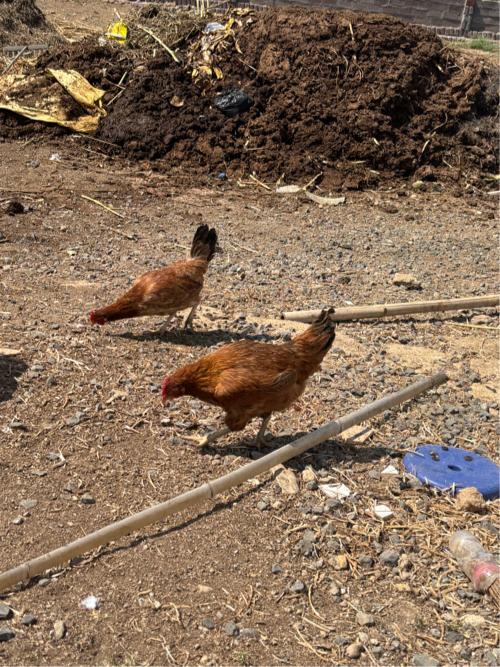 थंबनेल 3