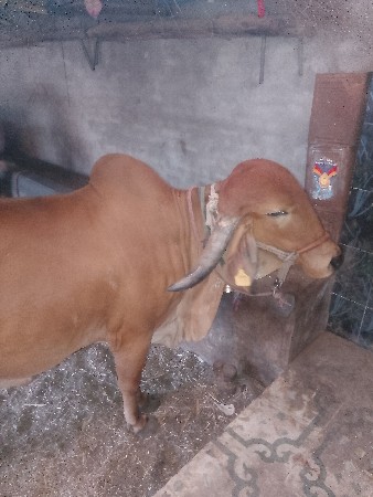 ગાય વેચવાની છે