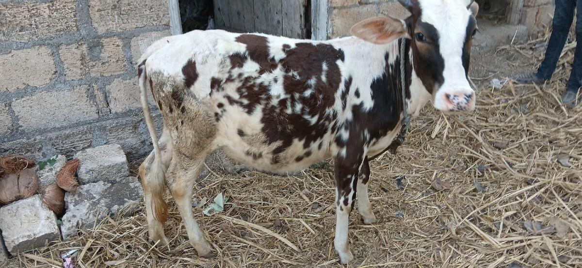 hf cros vachdi vechvani che