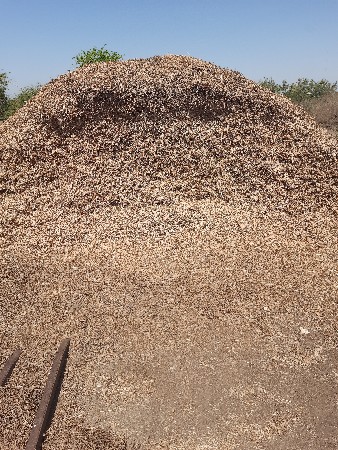 માંડવીનુ મોગોટુ વેચવાનુ છે