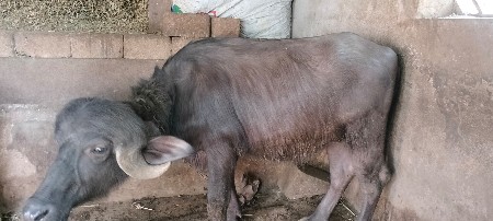 थंबनेल 3