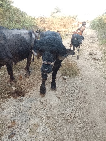 थंबनेल 3