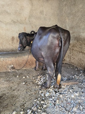 થંબનેલ 2