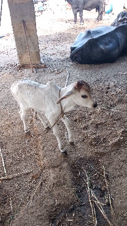 ગાય વેચવાની છે