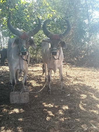 ગોધલા વેચવાના છે ગાડામાં હાલે છ